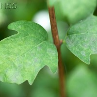 Snowberry